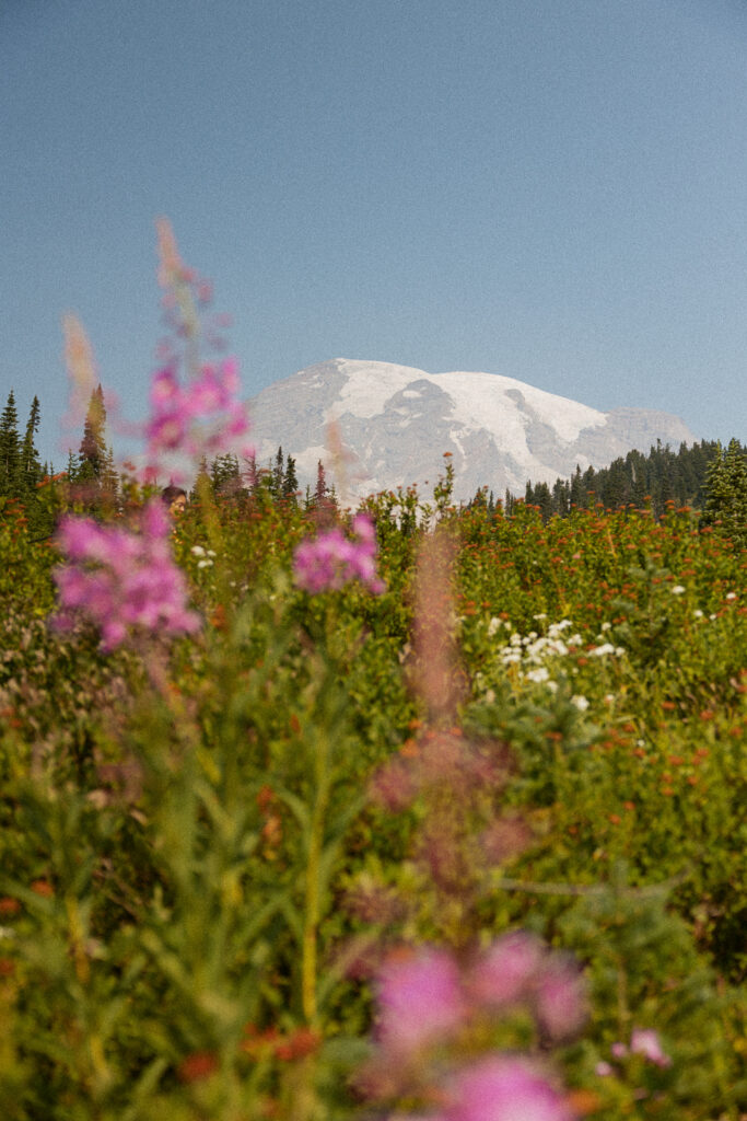 Landscape photo of mt rainier with purple flowers in the foreground.