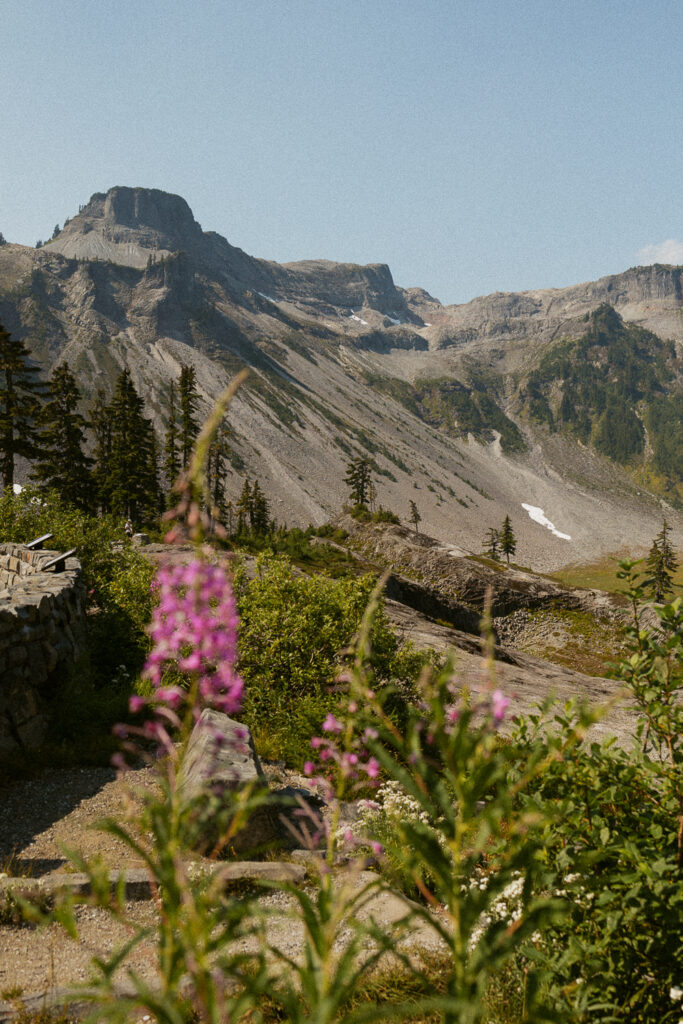 flowers with mountains in mt baker national forest.