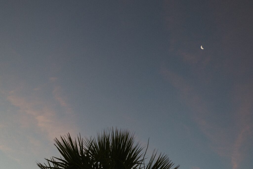 Moon in the pink and blue sky with a palm tree in the foreground.