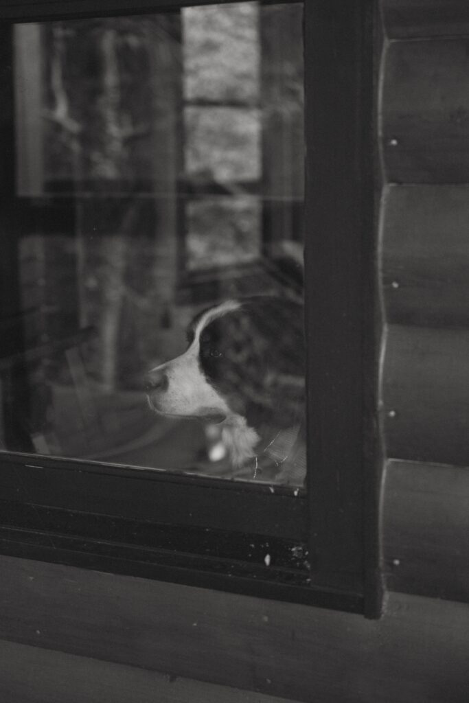 Black and white photo of dog looking through a window. 