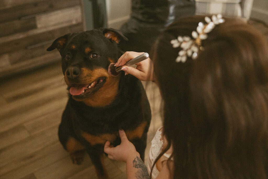 woman putting make up on her dog