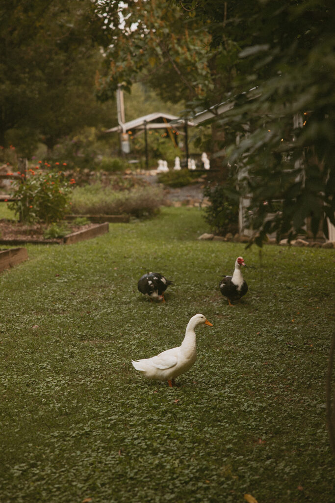 Ducks walking around in the grass at Brown Mountain Beach Resort.